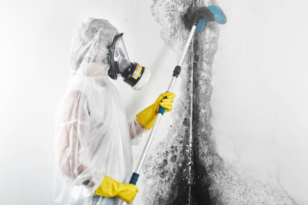Best Mold Prevention Services  in Lake Arbor, MD
