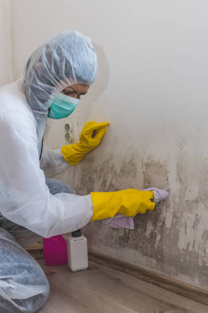 Best Mold Removal for HVAC Installations  in Lake Arbor, MD